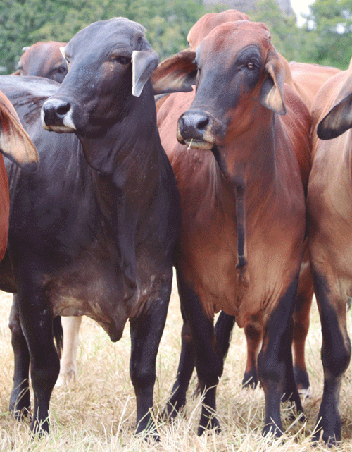 Guía de manejo de oocitos bovinos durante su colecta y envío para la producción in vitro de embriones