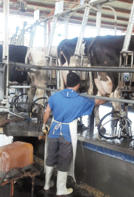 Comparación de metano producido en ganado productor de leche