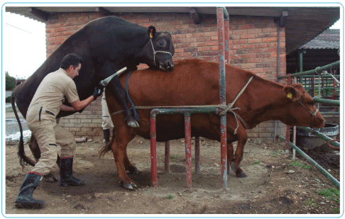 Figura 8. Colecta con vagina artificial. Foto: Banco de fotos de agrosavia