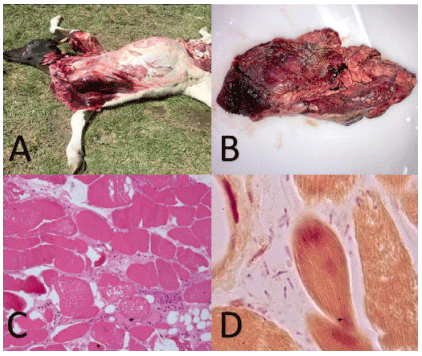 Figura 1 A: Bovino, lesiones en masas musculares de la región escapular, pecho y ventral de cuello. B: Músculo esquelético, edema difuso, hemorragias multifocales y coloración negra multifocal del músculo y presencia de burbujas de gas. C: Músculo esquelético: áreas de necrosis multifocales de las fibras musculares y tejido intersticial, edema, hemorragias, infiltración por neutrófilos H-E, 150x. D: Músculo esquelético: presencia de bacilos Gram positivo, con espora subterminal compatible con Clostridium spp.Gram, 600x