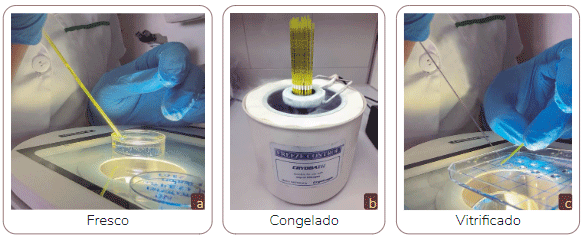 Figura 8. Tipos de embriones bovinos producidos in vitro en el lra de agrosavia. a. Embrión empajillado para ser transferido en estado fresco, es decir, sin previa criopreservación y descongelación; b. Embriones en proceso de congelación lenta para ser utilizados tras la descongelación; c. Embrión en proceso de vitrificación para uso posterior tras la desvitrificación.Fotos: Bancos fotos agrosavia y Mayerli Andrea Murillo Espinosa