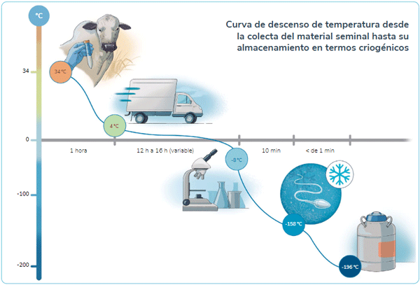 Figura 16. Ilustración del descenso de temperatura del semen bovino desde la toma de la muestra hasta su criopreservación. Fuente: Elaboración propia