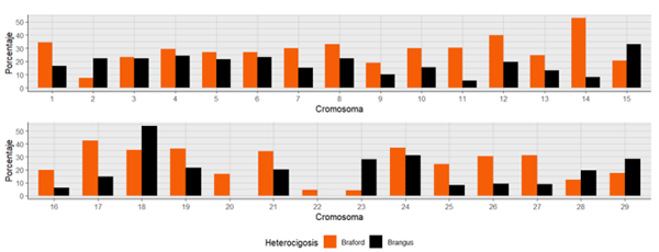 Figura 1. Reducción de la heterocigosidad (en % respecto a la esperada) en los 29 cromosomas autosómicos en las razas Braford y Brangus.