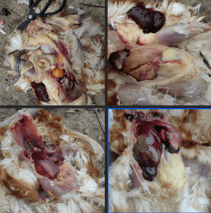 Lachance Nutrición｜ Comentarios del mercado: Intoxicación por micotoxinas y síndrome del hígado graso en aves de corral - Image 1