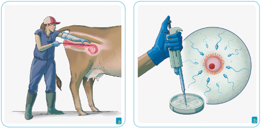 Figura 1. Usos del semen bovino criopreservado. a. Proceso de inseminación artificial en una vaca; b. Fertilización in vitro de oocitos bovinos.Fuente: Elaboración propiaab