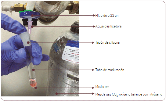 Figura 14. Gasificación del tubo de maduración in vitro con la mezcla de gas (5 % CO2, 5 % O2, balance con nitrógeno). Foto: David Leonardo Gómez López