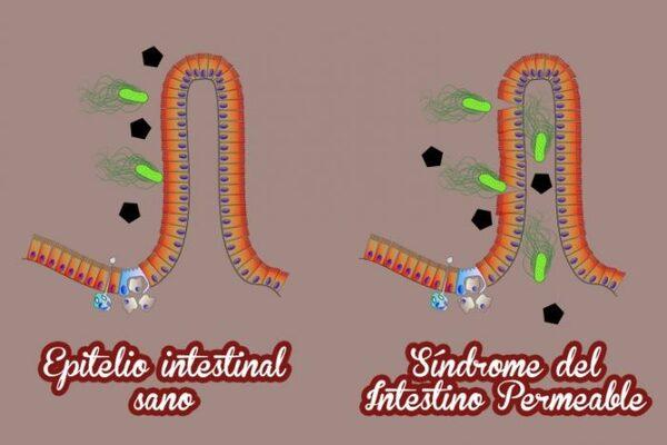 Importancia del síndrome del intestino permeable en animales de granja - Image 2