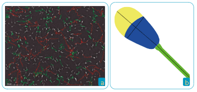 Figura 17. Calidad espermática posdescongelación. a. Evaluación de motilidad individual progresiva y concentración espermática; b. Morfología espermática. Foto: David Leonardo Gómez López