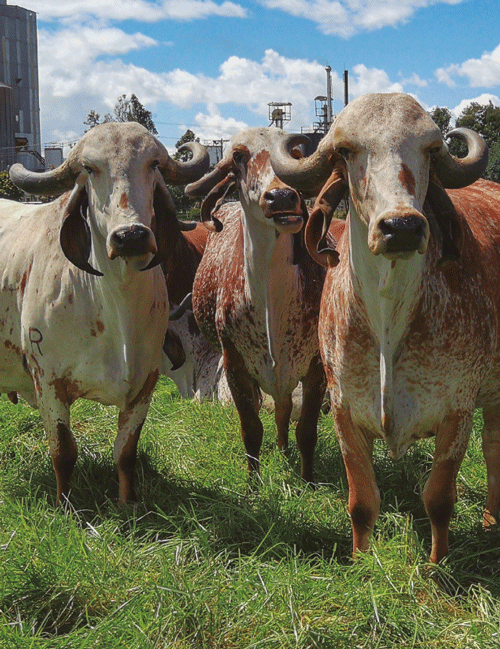 Guía de manejo de oocitos bovinos durante su colecta y envío para la producción in vitro de embriones