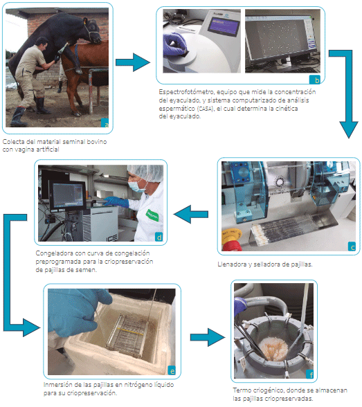 Figura 2.Pasos del proceso de producción de pajillas de semen bovino criopreservadas.Fuente: Elaboración propiaFotos: Bancos de fotos de la Corporación Colombiana de Investigación Agropecuaria - agrosaviay David Leonardo Gómez López