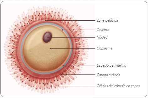 Figura 1. Representación ilustrada del complejo cúmulo-ovocitario (cco) con sus partes anatómicas. Fuente: Elaboración propia