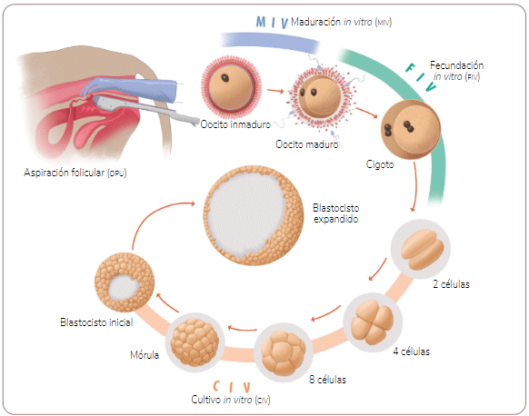 Figura 7. Representación del proceso de producción in vitro de embriones bovinos, detallando la obtención de oocitos mediante aspiración folicular, la subsiguiente maduración in vitro, la fertilización in vitro y, finalmente, el desarrollo embrionario temprano hasta la formación del blastocisto. Fuente: Elaboración propia