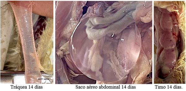 Evaluación de campo de la tylvalosina para el tratamiento de la enfermedad respiratoria crónica complicada en pollos de engorde - Image 2