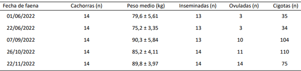 Tabla 1. Recuperación de cigotas por lavado oviductal post faena en cerdas sincronizadas hormonalmente.