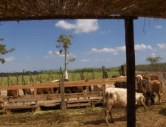 DÍAS DEMOSTRATIVOS PARA LA SIEMBRA DE ZACATE MARALFALFA EN SONORA 2015 - Image 24