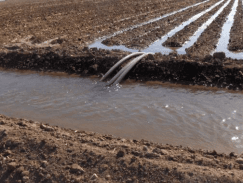 DÍAS DEMOSTRATIVOS PARA LA SIEMBRA DE ZACATE MARALFALFA EN SONORA 2015 - Image 25