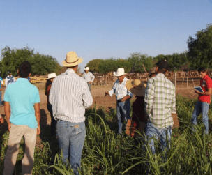 DÍAS DEMOSTRATIVOS PARA LA SIEMBRA DE ZACATE MARALFALFA EN SONORA 2015 - Image 7