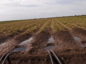 DÍAS DEMOSTRATIVOS PARA LA SIEMBRA DE ZACATE MARALFALFA EN SONORA 2015 - Image 43