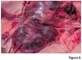 Prevención, diagnóstico y tratamiento de babesiosis y anaplasmosis - Image 6