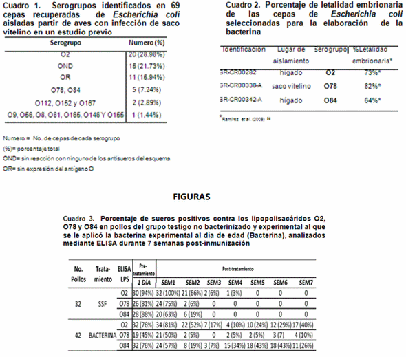 Desarrollo de una bacterina para la prevención de la colibacilosis aviar a partir de cepas mexicanas de escherichia coli invasivas extraintestinales (exiec)” - Image 1