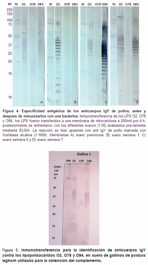 Desarrollo de una bacterina para la prevención de la colibacilosis aviar a partir de cepas mexicanas de escherichia coli invasivas extraintestinales (exiec)” - Image 3