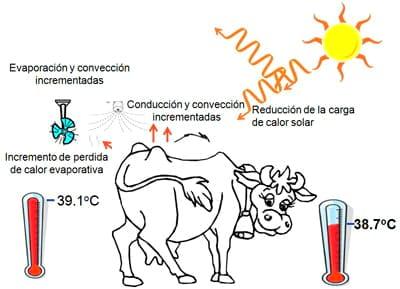 Estrategias para mejorar las respuestas termoreguladoras y reproductivas/ productivas bajo periodos estacionales de estrés por calor - Image 6