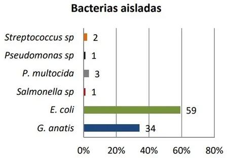 Resistencia antimicrobiana de Gallibacterium anatis aisladas de gallinas de postura comercial en Sonora, México - Image 1