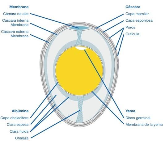 La importancia de la nutrición para la calidad de la cáscara de huevo en reproductoras de pollos de engorde - Image 1