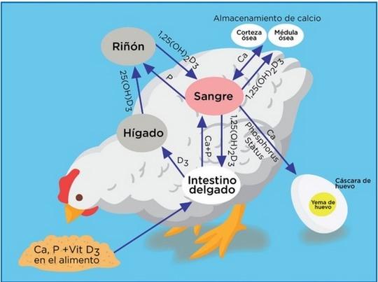 La importancia de la nutrición para la calidad de la cáscara de huevo en reproductoras de pollos de engorde - Image 1