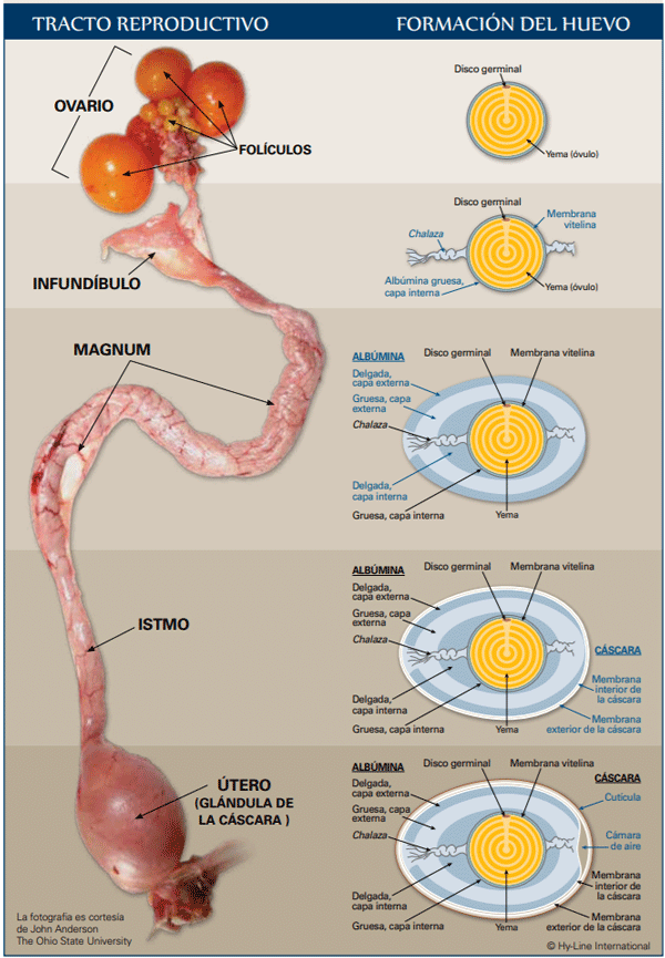 	 TRACTO REPRODUCTIVO	 FORMACIÓN DEL HUEVO