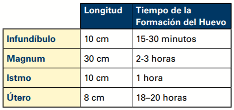 El Tracto Reproductivo