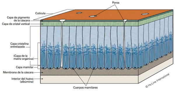 Estructura de la Cáscara de Huevo