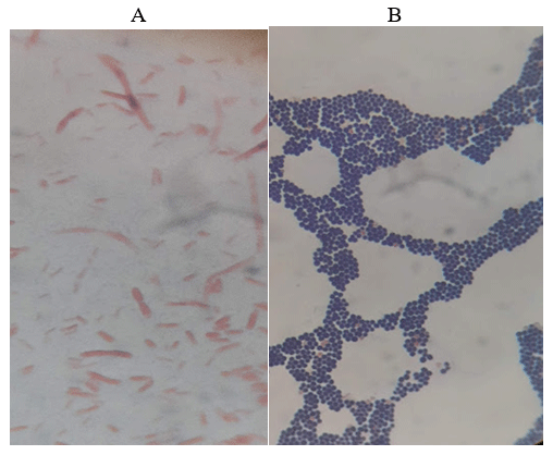 Tratamiento vía intra cisterna de glándula mamaria con amikacina en vacas lactantes con mastitis aguda. - Image 2