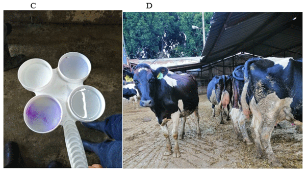 Tratamiento vía intra cisterna de glándula mamaria con amikacina en vacas lactantes con mastitis aguda. - Image 3