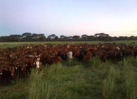 Diversidad de pasturas para la Ganadería del norte argentino, pensando en años secos - Image 1