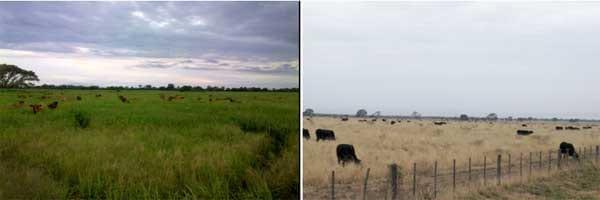 Diversidad de pasturas para la Ganadería del norte argentino, pensando en años secos - Image 2