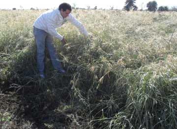 Diversidad de pasturas para la Ganadería del norte argentino, pensando en años secos - Image 3