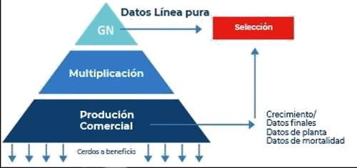 Resultados sostenibles de la Nutrigenómica porcina - Image 6