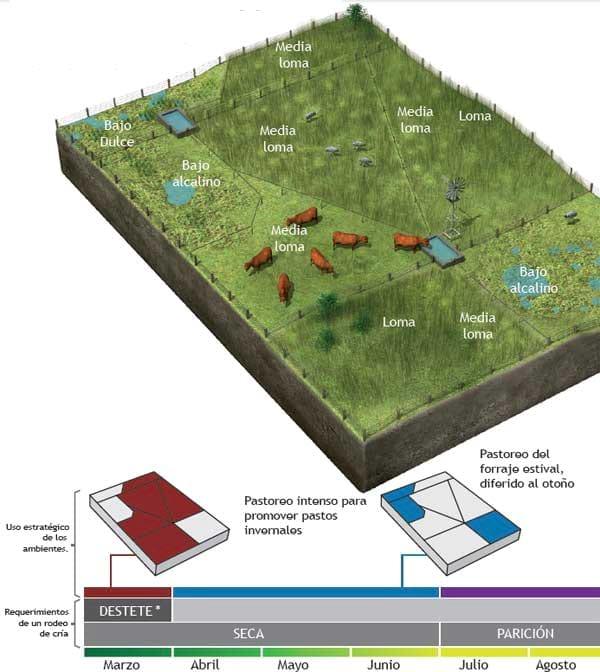 Pastoreo Controlado, Una herramienta para el manejo sustentable de los pastizales naturales en sistemas ganaderos extensivos - Image 1