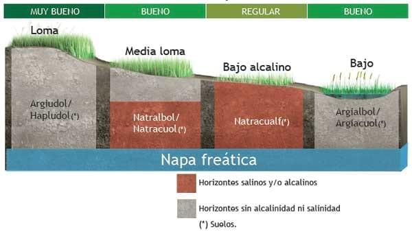 Pastoreo Controlado, Una herramienta para el manejo sustentable de los pastizales naturales en sistemas ganaderos extensivos - Image 2