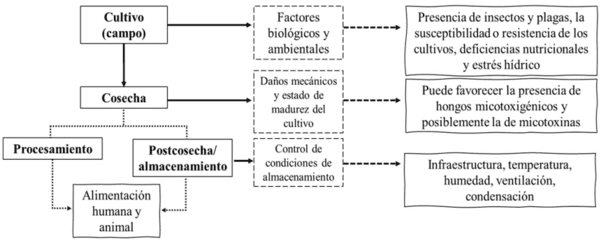 Micotoxinas en alimentos, un peligro invisible - Image 1