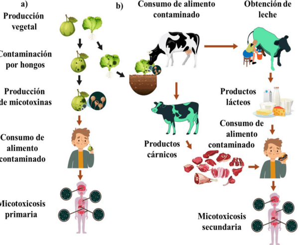 Micotoxinas en alimentos, un peligro invisible - Image 5