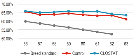 De padres a la producción: CLOSTAT® en pollos de engorde - Image 3