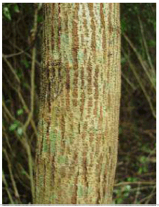 Características botánicas