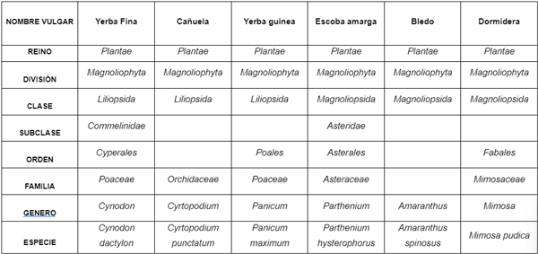 Flores En cabezuelas solitarias o en pares, auxiliares, a veces formando una inflorescencia terminal ramificada; pedúnculos de 2 a 3 cm de largo, glabras; cabezuelas de 12 a 20 mm de diámetro; flores perfumadas, actinomorfas; cáliz verde, tubular con dientes ovados; pétalos verdes, lineares, agudos, atenuados en la base, filamentos blancos, anteras de color crema, oblongas, glabras o a veces escasamente hirsutas; ovario supero, alargado, de 2.5 mm de largo. Valor alimenticio y comercial Madera sólida La madera aserrada del Leucaena es dura y se usa para duela de alta calidad y con hermoso veteado natural. La madera tiene alta gravedad específica de 0.54 a 0.74, lo que sirve también para producir leña y carbón vegetal. A mayor edad mayor peso específico. Por su dureza se usa en construcción ligera en el medio rural. Combustible Leña y carbón de excelente calidad, tiene un alto poder calorífico de 4200 - 4600 kcal/kg. Forraje Forrajero hoja vástago, semilla, fruto. Forraje para rumiantes. Las hojas constituyen un excelente forraje 4 a 23 % de materia fresca; 5 a 30 % de materia seca; 20 a 27 % de proteína, rico en calcio, potasio y vitaminas, tienen un porcentaje de digestibilidad de 60 a 70 %. Aromatizante y artesanía Aceites esenciales aromáticos procedentes de la flor, las semillas son utilizadas como piezas de joyería en la india. Comestible Los frutos son muy apreciados por su alto contenido en vitamina A y proteínas 46% y las semillas maduras son empleadas como sustituto de café. Métodos de establecimiento Según (Pachas, 2011). Existen dos métodos de establecimiento siembra directa de semilla en el campo y trasplante de plántulas previamente producidas en vivero. En la Finca Agroforestal Nº 4 se realiza el trasplante de las plántulas provenientes de la empresa Güines. Producción de la planta La siembra en almácigo se debe realizar previa escarificación de la semilla con agua caliente resumiéndola por segundos varias veces, para remover la cera superficial, posteriormente se siembra en almácigos en surcos separados entre sí, colocando la semilla a una profundidad de 2 cm. Si la siembra es directa al envase se colocan dos semillas por envase, a una profundidad de 2 cm. Para agilizar el proceso de trasplante y reducir las pérdidas por maltrato de plántulas, se sugiere trasplantarlas a bolsas dos o tres días después de la germinación. Se tienen experiencias que la siembra directa es mejor que la de almácigo, ya que se reduce el estrés de la planta, y se evitan malformaciones del tallo. Además de evitarse contratiempos en el trasplante. La Germinación se realiza en un periodo máximo de 5 a 8 días (Ramírez, 2000). En la Finca Agroforestal Nº 4 las plantaciones de realizan cuando las plántulas llegan de la Empresa y no aplica ningún estimulante para lograr mejor implantación. Época de siembra y plantación Se recomienda sembrar o plantar la Leucaena en terrenos de riego, entonces se deberá sembrar al inicio de la primavera; esto reducirá los problemas causados por plagas, enfermedades y malezas, cuya incidencia es menor en esta época. Las bajas temperaturas retardan el crecimiento de la Leucaena, sin embargo en la primavera del trópico seco, esto no es un problema mayor. Bajo condiciones de temporal, no hay otra opción, más que sembrar al inicio de la estación lluviosa y permanecer en alerta para el control de plagas, enfermedades y malezas. Es importante mencionar que en suelos planos, arcillosos con drenaje deficiente, los rendimientos de la Leucaena se ven seriamente disminuidos, y si la situación se prolonga y es consecutiva año tras año, no se recomienda sembrarlo en estos suelos (Ruiz, 2015). En la Finca Agroforestal Nº 4 las `plantaciones generalmente se realizan en el periodo lluvioso ya que no dispone de sistemas de riego para garantizar agua en periodo seco la cual dificultaría su establecimiento de las plántulas provenientes de los viveros. Espaciamiento y densidad de Plantación El espaciamiento de la plantación varía según el objetivo de la misma; para tracería de calidad se planta a 3 x 3 m (1,111 plantas por hectárea), para leña y ramas delgadas se planta a 2 x 2 m (2,500 plantas por hectárea) y para forraje se debe plantar a 0.5 x 0.5 (40,000 plantas) ó 0.5 x 1 m (20,000 plantas /ha). La Leucaena tiene la gran ventaja de ser un cultivo tolerante que puede combinarse con otro cultivo agrícola intercalado los primeros años, debido a que su copa es rala y su follaje permite la filtración de los rayos del sol tropical, lo que ayuda al campesino a generar un ingreso anual con maíz mientras alcanza el turno la plantación (Sotolongo et al., 2008). En esta Finca Agroforestal nº 4 la distancia de marco de plantación es de 4 x 4 m, quejando espacios grandes las cuales facilitan mayor crecimiento de las plantas arvenses y menor aprovechamiento del espacio agrícola. Preparación del suelo La preparación inicia con aradura con arados de vertedera a una profundidad de 40 a 50 cm si se realiza la aradura adecuadamente no es necesario realizar el cruce, después de la aradura se deja un tiempo de descanso de 15 a 20 días para deshidratar las arvenses que se encontraban en el suelo. Luego se realiza el pase de la grada con la finalidad de realizar el mullido de los terrones que salieron en la aradura posteriormente se realiza el surcado a una distancia entre camellón de 4 m. Según (Ruiz, 2015). La preparación del suelo se bebe realizar de igual manera que para el establecimiento de otro árbol. Manualmente o mecanizado mediante el uso de subsoladores, arados de vertedera y grada para mullir los grande terrones que pueden salir en la aradura. Exigencias fisiológicas El sitio de plantación debe quedar libre de malezas durante los primeros meses de crecimiento para evitar la competencia. No obstante el espaciamiento de la plantación varía dependiendo del objetivo de la plantación. En tres meses y medio, las plantas están listas para llevarlas al campo, una vez que hayan alcanzado una altura promedio de 30 cm. Si la plantación se establece por siembra directa, es conveniente roturar el suelo y hacer un buen control de malezas, para asegurar un buen prendimiento y desarrollo inicial de la plantación. Se recupera rápidamente del corte y del pastoreo. Tolera la defoliación regular por el ramoneo. Leucaena leucocephala es una especie de amplia distribución en la zona tropical, prospera en ambientes adversos. Se adapta muy bien a las tierras bajas, crece desde sitios secos con 350 mm/año hasta húmedos con 2,300 mm/año y temperatura media anual de 22 a 30 ºC. Es deseable un período seco de 4 a 6 meses. Crece en una amplia variedad de suelos, desde neutros, hasta alcalinos, siempre y cuando sean suelos bien drenados, no compactados ni ácidos. Los mejores resultados se obtienen en suelos con pH de 6.5 a 7.5. Suelos inferiores a 5.5 pH no son los recomendables (Sotolongo et al., 2008). Plagas Leucaena Leucocephala es relativamente libre de plagas en su habitad natural, no obstante en años recientes se ha reportado la presencia de Heteropsilla cubana insecto que ha causado serios destrozos en plantaciones (Mendieta, 2007). Atenciones culturales Las principales atenciones culturales que se realizan en este árbol son la fertilización, riego y deshierbe. Riego El riego es de fundamental importancia durante el período de establecimiento del cultivo. Este período es crítico y requiere especiales cuidados. Por esta razón deberá regarse frecuentemente para que no le falte al cultivo humedad durante esta etapa. A medida que pasan unos meses, el sistema radical de las plantas del guaje profundiza a una distancia 3 veces mayor que la altura de la planta; por lo que la frecuencia de los riegos disminuirá considerablemente. Deshierbes El control de malezas es de vital importancia durante el período de establecimiento, porque la competencia con las malas hierbas retiene el crecimiento del árbol. Durante el segundo año el árbol supera la altura de las hierbas y al tercero ya no lo alcanzaran, siguiendo la competencia solo por nutrientes y no por luz en el estrato inferior, entonces las hierbas estarán en desventaja por falta la sombra que genera la copa de la plantación. Por lo tanto se deberán realizar tres ó cuatro deshierbes durante los primeros años de la plantación, utilizando en forma manual, mecánica o química. Mantenimientos silviculturales Poda La poda de ramas es crucial para desarrollar trozos de calidad. Las podas se realizan cada año en invierno o durante la sequía estacional. El primer año se podan las ramas bajas y los tallos con horquetas, elevando la copa y dejando la rama líder, durante el segundo y tercer año se repiten el proceso hasta alcanzar los 3 m de alto, dejando entonces que el árbol ramifique estructuralmente su copa. Es necesario eliminar los brotes bajos y hacer todos los cortes correctos con herramienta de poda y nunca con machete, la primera troza comercial tendrá madera limpia de nudos y su valor será superior al resto de la leña (Pachas, 2011). En la Finca Agroforestal Nº 4 no se realiza ninguna poda ni raleos porque el administrador no está autorizado de realizar estas atenciones y la empresa tiene un descuido grande en estos puntos. Inicio del pastoreo o del corte El momento óptimo para iniciar el pastoreo o corte es una pregunta común de los productores. El conocimiento de cuando la planta está en condiciones para la primera defoliación es lo por general subjetivo. Se recomienda utilizar, como criterio la altura de la planta, considerando que esta debe ser rameada o cortada ligeramente hasta que logre establecerse bien, o sea cuando la planta alcance una altura de 1.5 a 2.5 metros a fin de inducir el crecimiento de las ramas laterales a partir de la base de la planta. CONCLUSIONES Las condiciones actuales de la Finca Agroforestal Nº 4 su estado se encuentra en condiciones regulares debido al descuido por parte de la Empresa. La Finca Agroforestal Nº 4 no se realiza atenciones culturales y los mantenimiento debidamente como deber serlo, por falta de recursos y no hay motivación en la fuerza laboral. Leucaena Leucocephala no se cultiva en grande extensiones en esta Finca aunque este árbol es de mucha importancia dentro a la agricultura ya sea para la protección y fertilización del suelo así como también para la alimentación del ganado. RECOMENDACIONES Se recomienda tomar mayor atención a los bosques de la Finca Agroforestal Nº 4 y realizar las plantaciones teniendo un marco de siembra adecuado que debe ser 2 x 2 m para aprovechar mejor el espacio vital. También realizar intercalamiento con otro arboles como los frutales y otros cultivos de ciclo corto. Plantar la Leucaena Leucocephala en grandes extensión y aprovechar su beneficios para sea para mejorar la fertilidad del suelo y lo más importante crear un banco de proteínas para la alimentación de los animales.