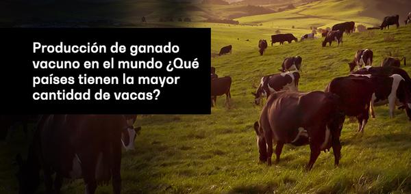 Producción de ganado vacuno en el mundo ¿Qué países tienen la mayor cantidad de vacas? - Image 1