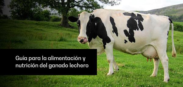 Guía para la alimentación y nutrición del ganado lechero - Image 1