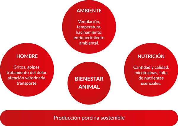 Bienestar animal y nutrición en cerdos: mirando hacia la sustentabilidad de la producción porcina - Image 1