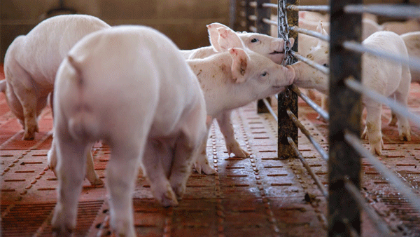 Bienestar animal y nutrición en cerdos: mirando hacia la sustentabilidad de la producción porcina