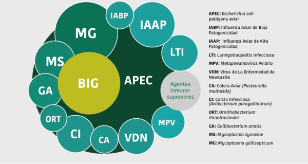 Síndrome Respiratorio Aviar: una enfermedad con múltiples etiologías - Image 2